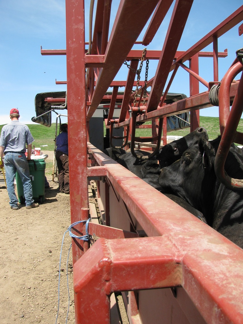 Daniels Double Cattle Alleyways and Panels